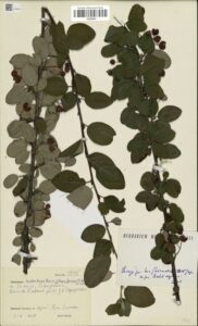 Cotoneaster raboutensis