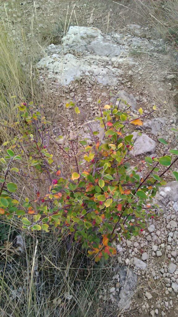 Cotoneaster tauricus