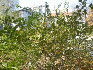 Cotoneaster tomentosus