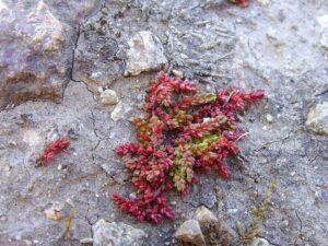 Crassula tillaea
