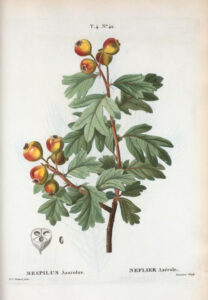 Crataegus azarolus