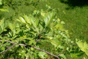 Crataegus microphylla
