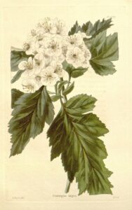 Crataegus nigra
