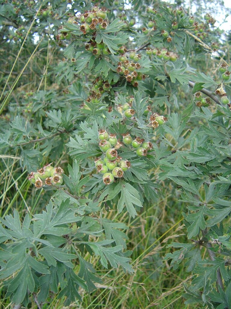 Crataegus orientalis
