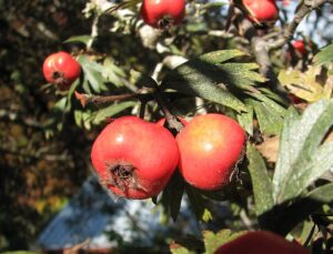Crataegus orientalis subsp. orientalis