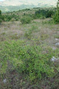 Crataegus pentagyna