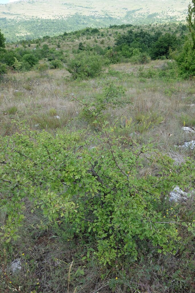 Crataegus pentagyna