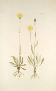 Crepis alpestris
