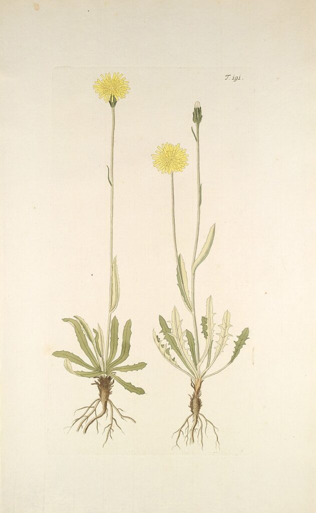 Crepis alpestris
