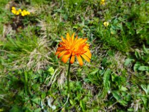 Crepis aurea subsp. aurea