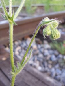 Crepis foetida subsp. foetida