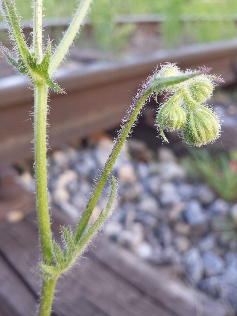 Crepis foetida subsp. foetida