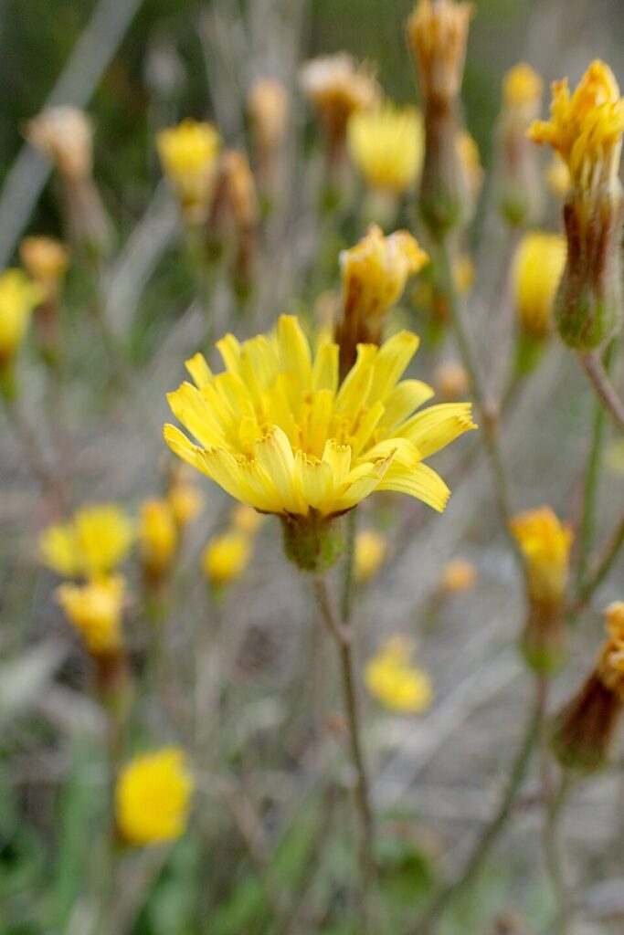 Crepis fraasii subsp. fraasii
