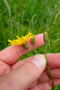 Crepis mollis