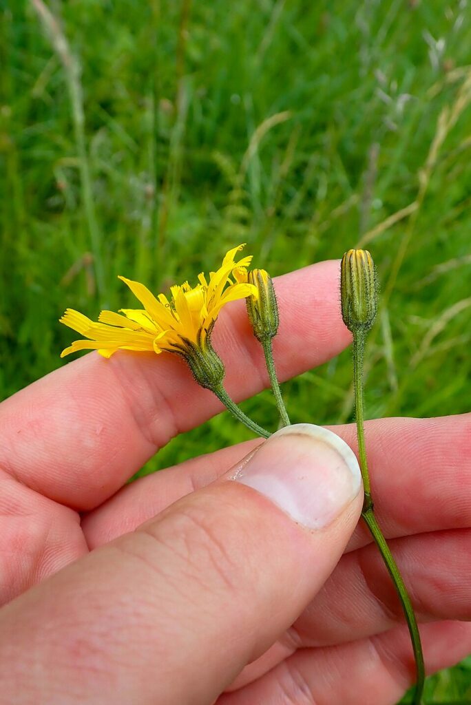 Crepis mollis