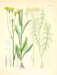 Crepis nicaeensis