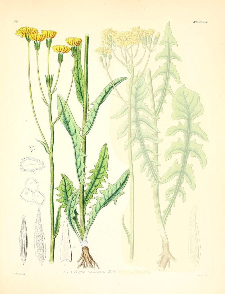 Crepis nicaeensis