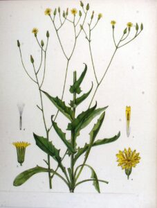 Crepis pulchra