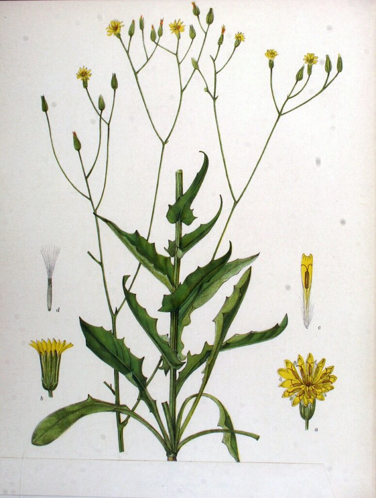 Crepis pulchra