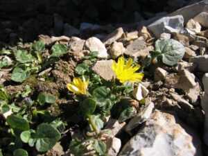 Crepis pygmaea