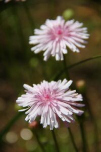 Crepis rubra
