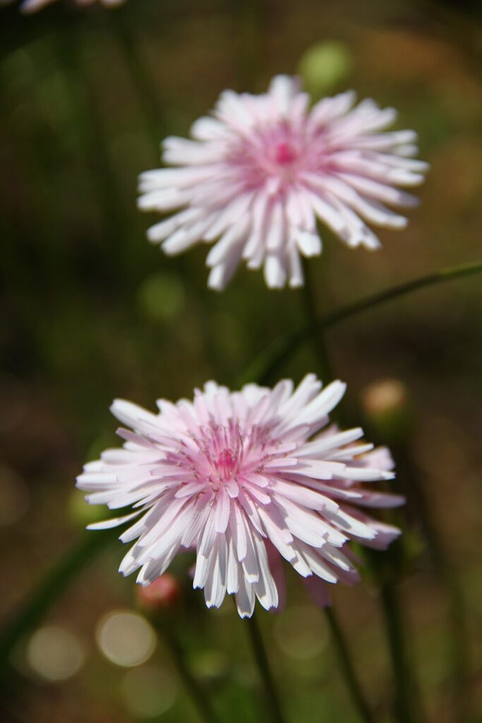 Crepis rubra