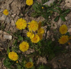 Crepis sancta