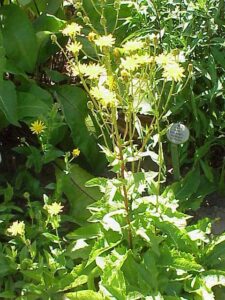 Crepis sibirica