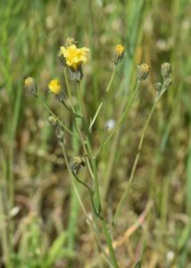 Crepis tectorum