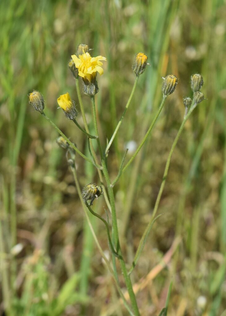 Crepis tectorum