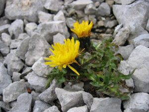 Crepis terglouensis