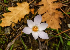 Crocus laevigatus