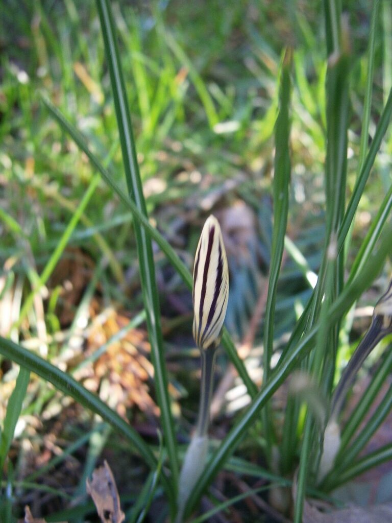 Crocus biflorus