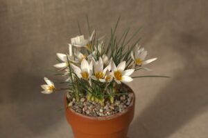 Crocus stridii