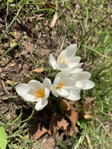 Crocus boryi