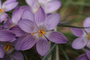 Crocus corsicus