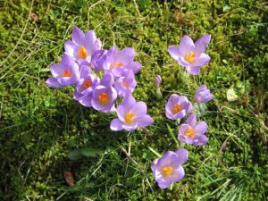 Crocus etruscus