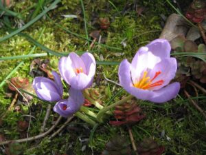 Crocus longiflorus