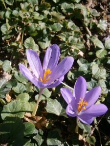 Crocus serotinus