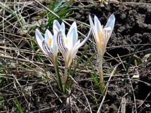 Crocus reticulatus