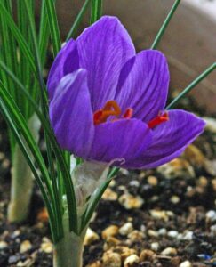 Crocus sativus