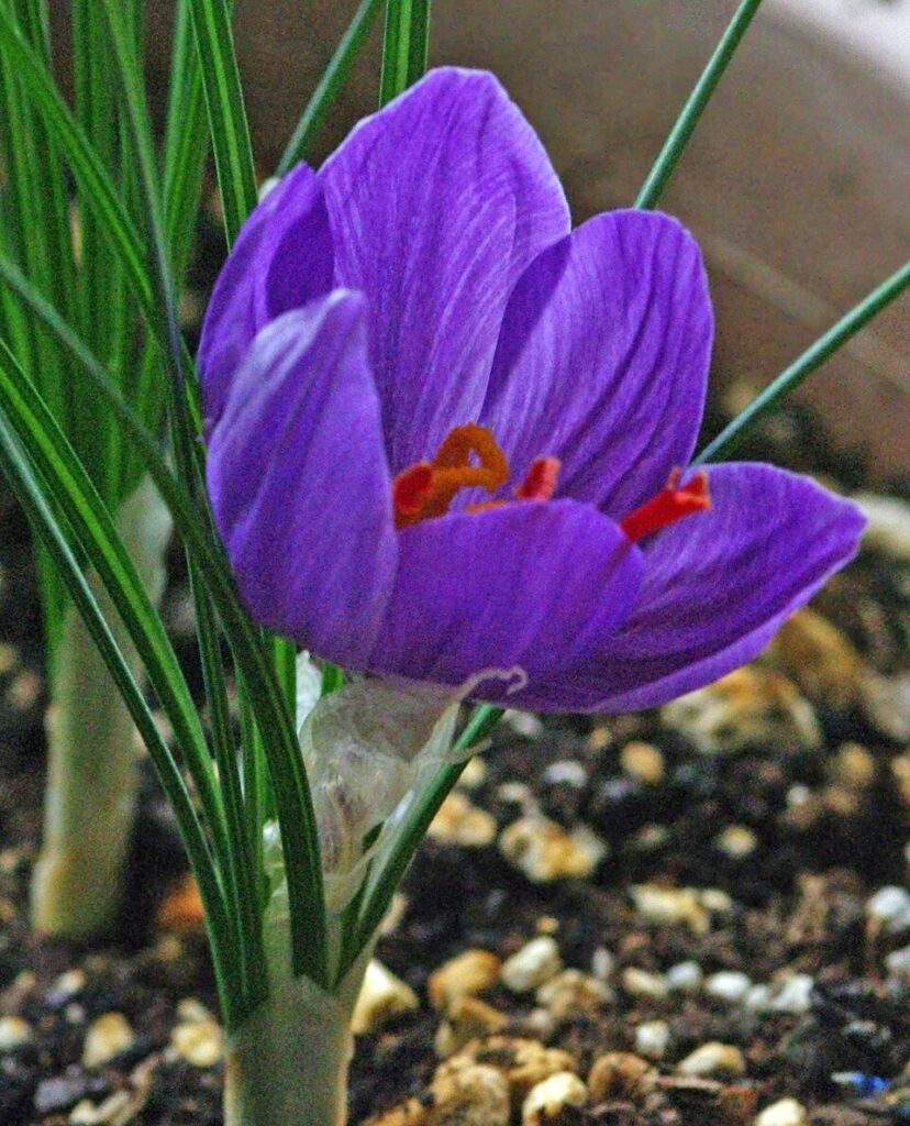 Crocus sativus