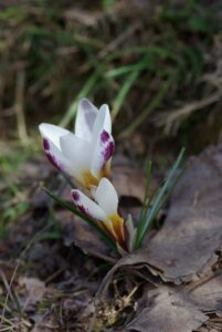 Crocus sieberi