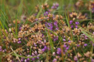 Erica tetralix