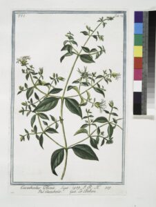 Silene behen
