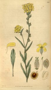 Acuston lunarioides