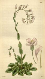 Arabis collina