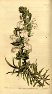 Salvia scabiosifolia