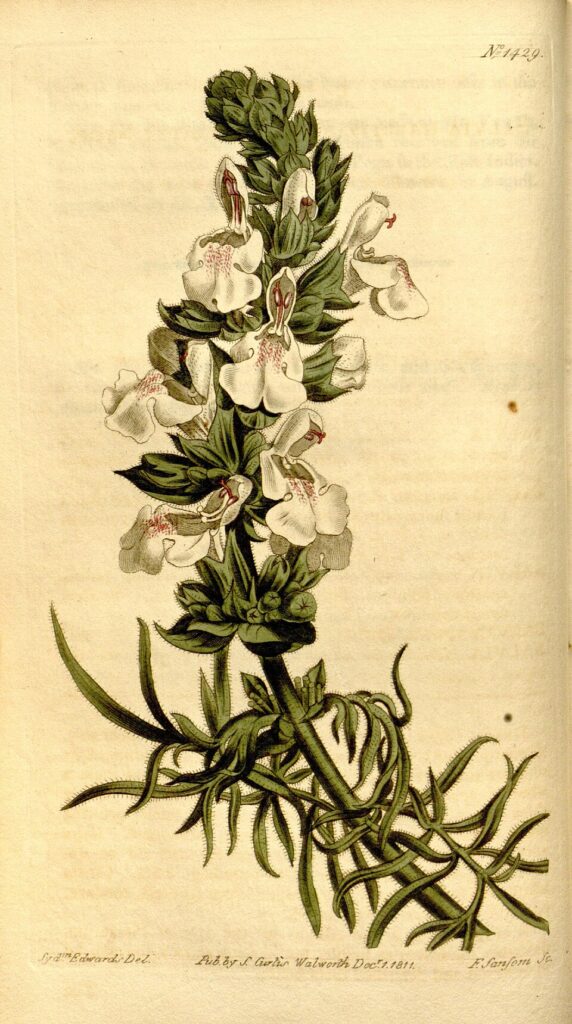 Salvia scabiosifolia