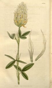Trifolium pannonicum subsp. pannonicum